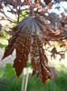 Acer Crimson Sentry (2013, April 27)