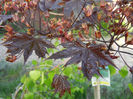 Acer Crimson Sentry (2013, April 27)