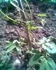 Clematita lemon drem