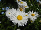 Bellis perennis (2013, April 26)