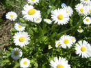 Bellis perennis (2013, April 26)