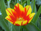 Tulipa Mickey Mouse (2013, April 25)