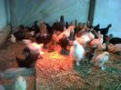 IMG00660-20130427-1958