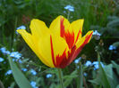 Tulipa Mickey Mouse (2013, April 25)