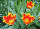 Tulipa Mickey Mouse (2013, April 25)
