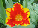 Tulipa Mickey Mouse (2013, April 26)