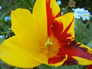 Tulipa Mickey Mouse (2013, April 26)