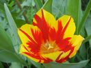 Tulipa Mickey Mouse (2013, April 26)