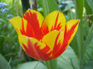 Tulipa Mickey Mouse (2013, April 26)