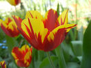 Tulipa Mickey Mouse (2013, April 26)