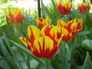 Tulipa Mickey Mouse (2013, April 26)