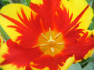 Tulipa Mickey Mouse (2013, April 26)