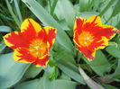 Tulipa Mickey Mouse (2013, April 26)