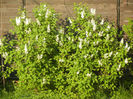 White Lilac Tree (2013, April 24)