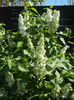 White Lilac Tree (2013, April 25)