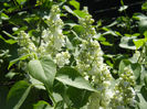 White Lilac Tree (2013, April 25)