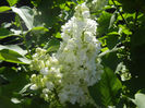 White Lilac Tree (2013, April 25)