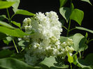 White Lilac Tree (2013, April 25)