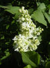 White Lilac Tree (2013, April 25)