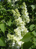 White Lilac Tree (2013, April 25)