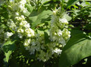 White Lilac Tree (2013, April 25)