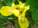 Iris pumila "Baria"