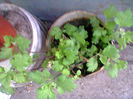 Fotogr.1002