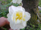 Fotogr.1011