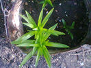 Fotogr.1015