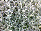 Fotogr.1023