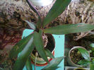 rhoeo