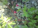 DSC03511