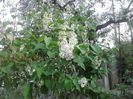 liliac  alb  batut