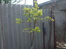 DSCF6265
