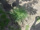 DSCF6270