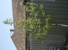 DSCF6272