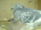 DSC00671