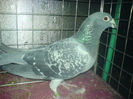 DSC00678