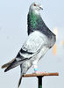 gusat_jiennense_4