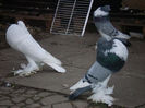 gusat_pomeranian_1