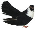 negru trenat de buc1