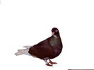 zb de polonia