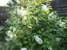 White Lilac Tree (2013, April 27)