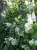 White Lilac Tree (2013, April 27)