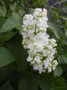 White Lilac Tree (2013, April 27)