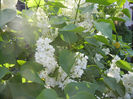 White Lilac Tree (2013, April 27)
