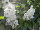 White Lilac Tree (2013, April 27)