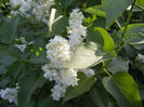 White Lilac Tree (2013, April 27)