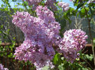 Syringa vulgaris_Lilac (2013, April 26)