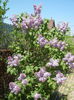 Syringa vulgaris_Lilac (2013, April 26)